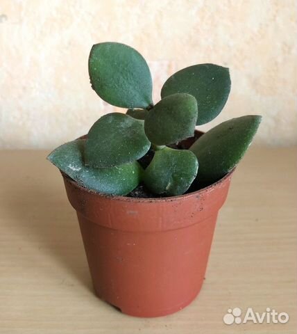 Толстянка (денежное дерево)