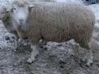 Доставка овец,баранов объявление продам