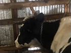 Коровы Симентал и Айширская объявление продам