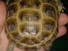 Черепаха сухопутная (молодняк) объявление продам