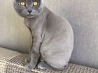 Стрижка кошек barbercat tmn