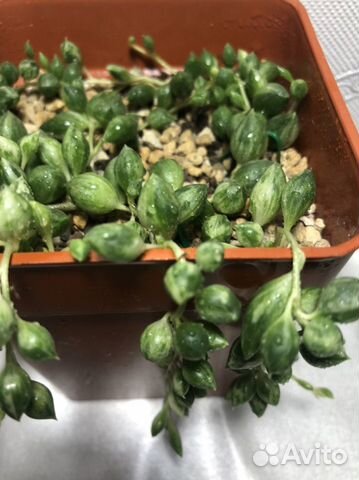 Крестовник Роули Геррейна Красула и Алоэ Вера