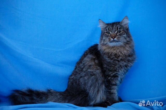 Особенный котик Серенький