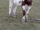 Корова 6 месяцев