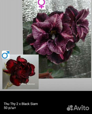 Семена адениума