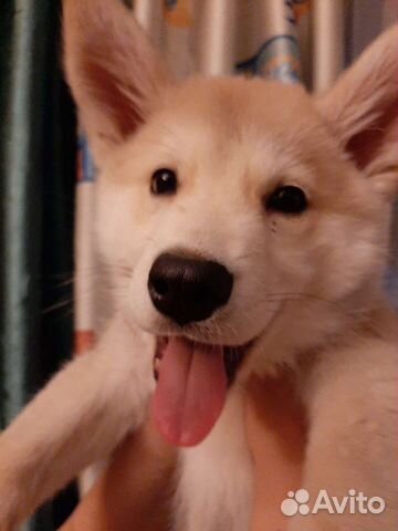 Щенок метис хаски с овчаркой