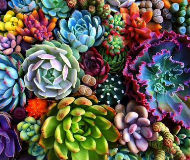 Редкие суккуленты