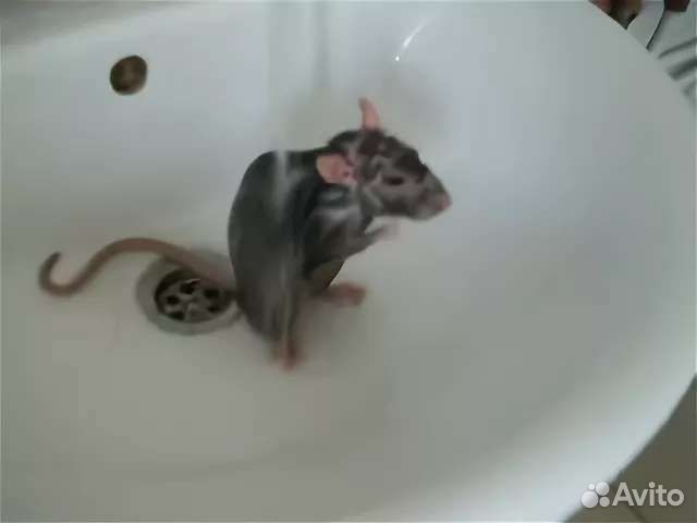 Можно ли мыть мышь. Мышь в ванне. Мышь в ванне моется.
