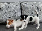 Очаровательные щенки Джек Рассел терьеры объявление продам