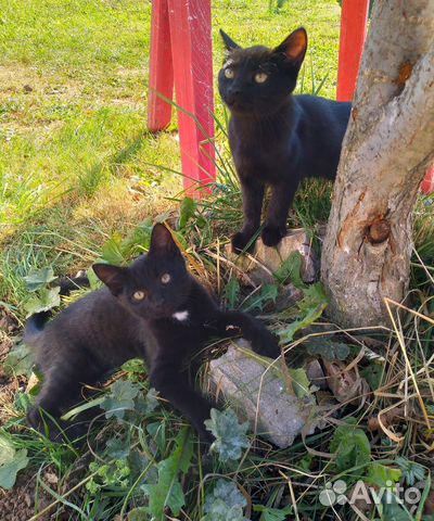 Кошки в добрые руки бесплатно