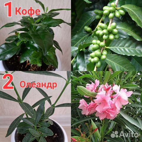 Редкие,необычные растения И съедобная микрозелень