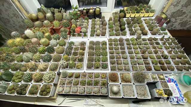 Кактусы коллекция цветущие редкие почтой