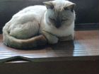 Тайский кот бесплатно объявление продам