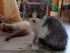 Котята сиамской кошки в добрые руки объявление продам