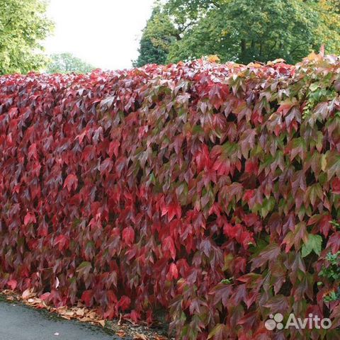 Лианы, Плющ