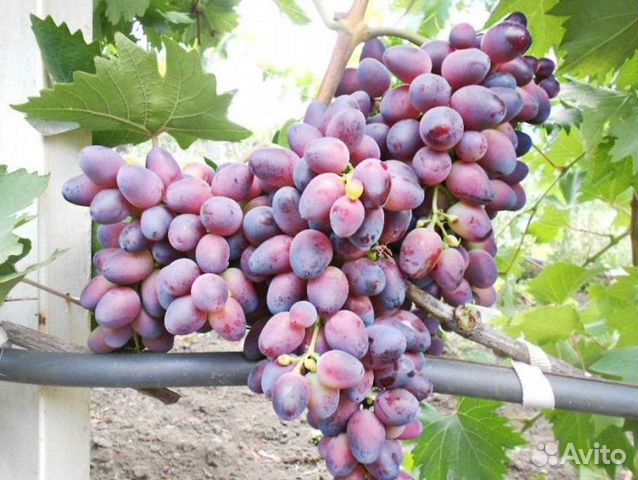 Виноград Красотка (Саженец)