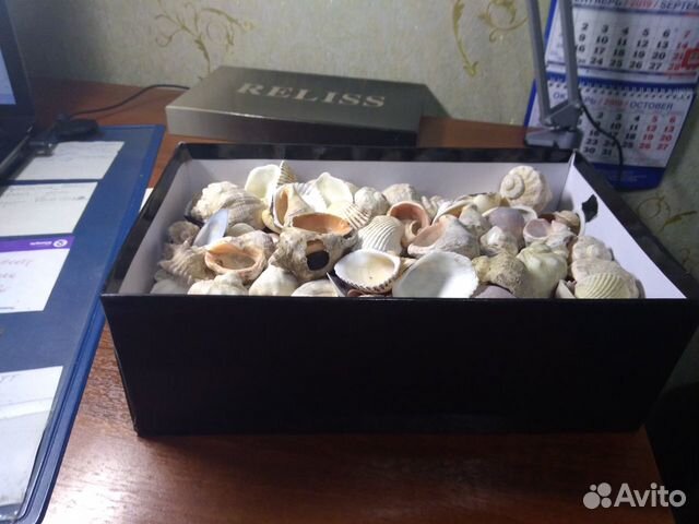 Искусственные растения и ракушки