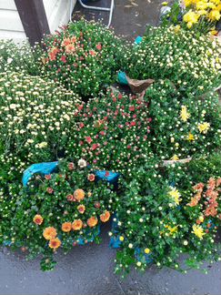 Хризантемы