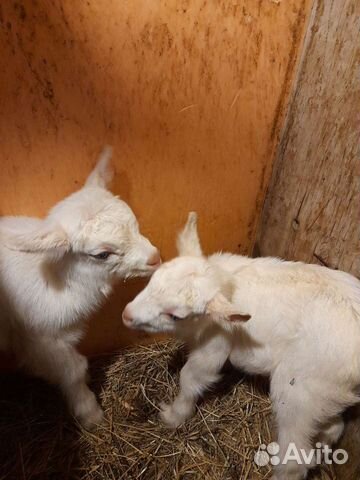 Козье молоко