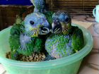 Крупные и соедние попугаи объявление продам