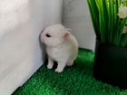 Самый маленький кролик