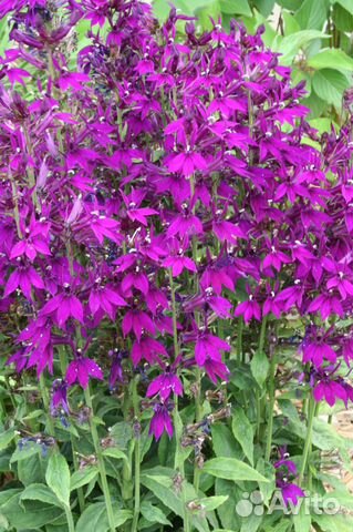 Растения садовые Симферополь