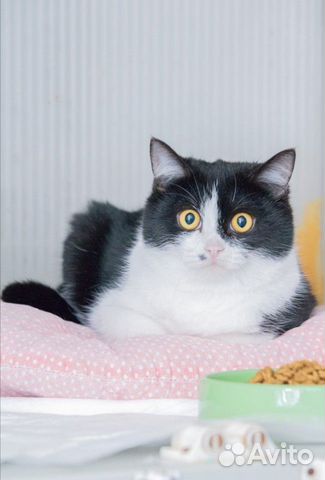 Котенок кошечка черно-белая в добрые руки в дар