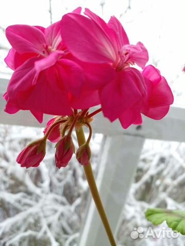 Герани и пеларгонии