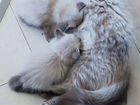 Котята, Невская маскарадная окрас -blu terry point объявление продам