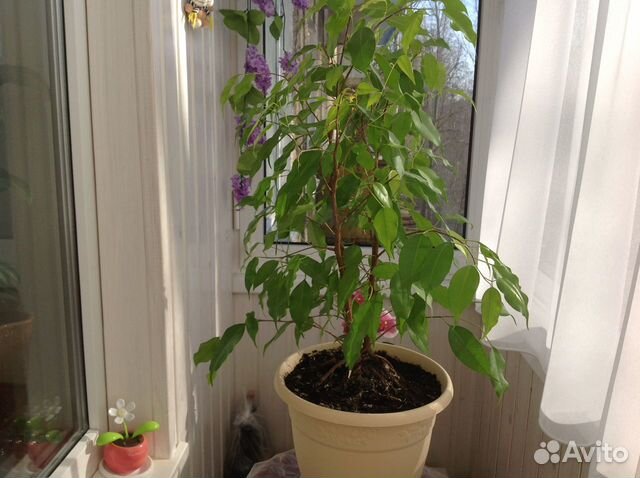 Фикус большой мелколистный