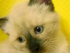 Котята Тайские, сиамские котик объявление продам