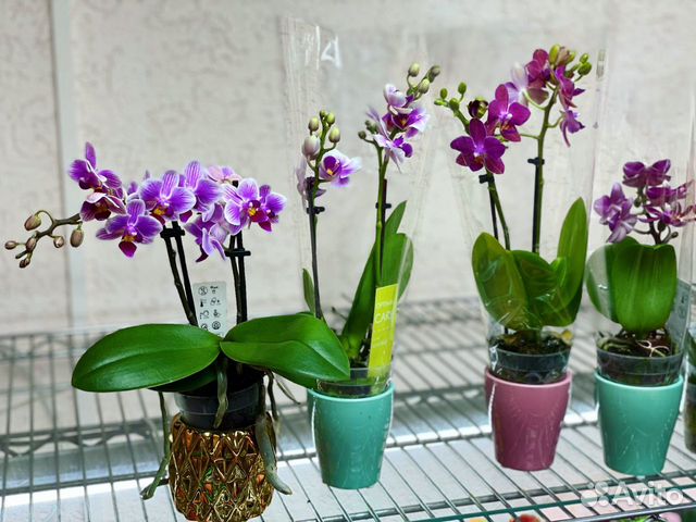 Орхидея фаленопсис мини