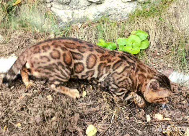 Бенгальский кот производитель вязка