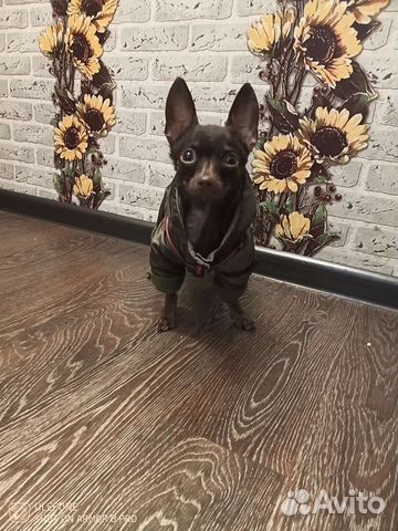 Вязка Той-теръер мини мальчик