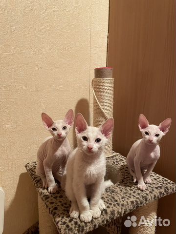 Зооняня, догситтер, передержка животных