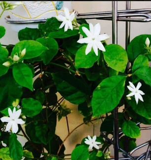 Жасмин Самбак (комнатный )