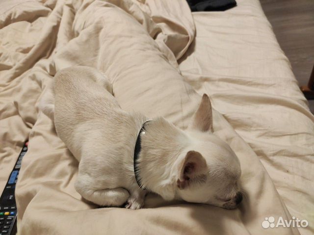 Передержка зооняня, передержка грызунов и птиц