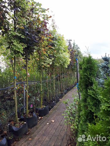 Клен остролистный сортовой 1,0-8,0 м, питомник