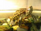 Черепаха с террариумом