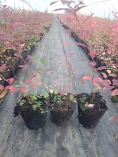 Саженцы голубики