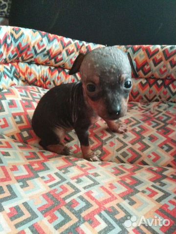 Щенок американского голого терьера