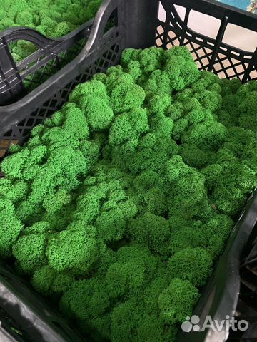 Мох стабилизированный