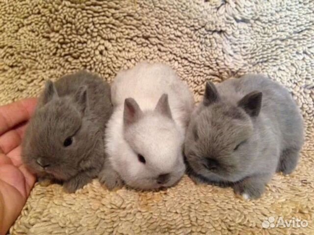 Животные оптом