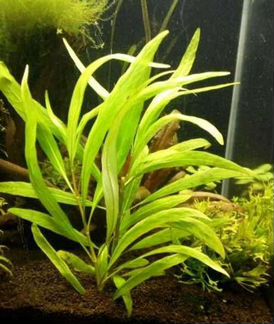 Растения для аквариума