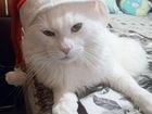 Кот мейн-кун вязка объявление продам