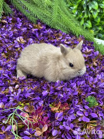 Ручной кролик