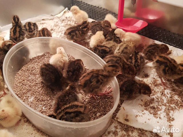 Перепела, столовые и инкубационные яйца