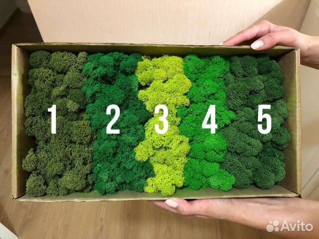 Стабилизированный мох Ягель, Кочка, Пласт