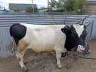 Корова Бык живым весом объявление продам