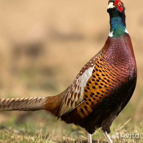 Инкубационное яйцо фазана охотничего